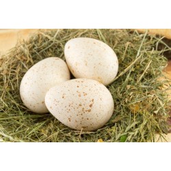 Abertura do mercado de ovos férteis de peru para a Bolívia